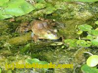 /home//u458753944/public_html/sourcegallery//Frogs/More bullfrogs/P8180165.JPG